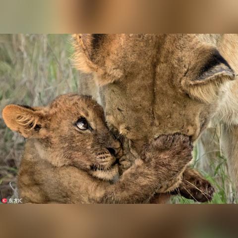 (猴子丢飞镖的游戏)疯狂挑战：猴子扔飞镖的刺激游戏，谁能夺得最高分？