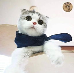 萌弟小筑全部解锁版：史上最可爱的猫咪乐园，全新玩法等你来探索！