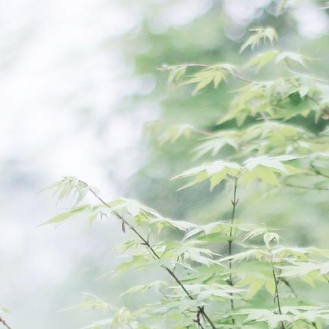 简约风格超高清电脑桌面壁纸，打造清新自然工作环境并提升效率