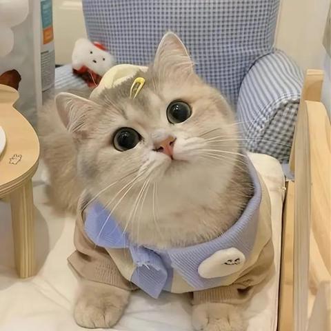 (农村养宠物猫)农村美食文化与可爱猫咪的和谐共生：农村养猫视频分享