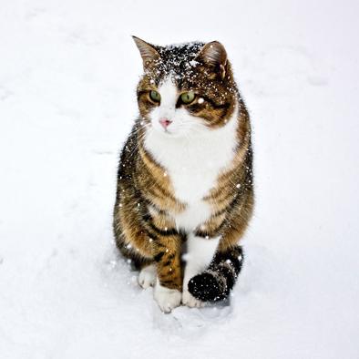 世界环游记：揭秘猫咪和汤的出奇友情，让国际旅行不再是遥不可及的憧憬