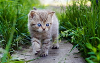 探寻最强小猫的奥秘：揭秘世界上最厉害的猫咪是如何独霸领域的