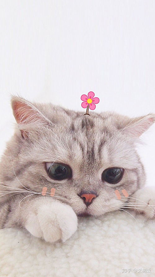 探寻最强小猫的奥秘：揭秘世界上最厉害的猫咪是如何独霸领域的