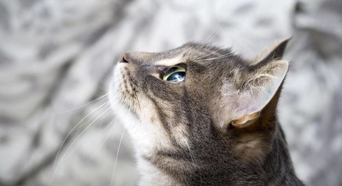探寻最强小猫的奥秘：揭秘世界上最厉害的猫咪是如何独霸领域的
