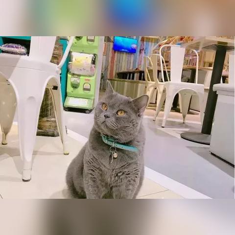 (猫语咖啡游戏攻略)探寻猫语咖啡旧版九游，发现隐藏在回忆中的童年乐园