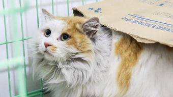 (猫和香水)揭秘花与香水与猫金色种子获取方法的奥秘