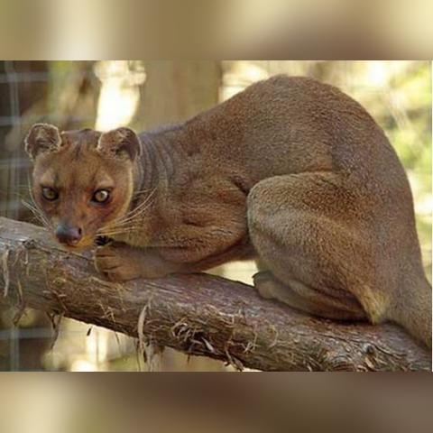 (游戏灵猫传)探秘神秘世界，畅玩灵猫传手游下载体验神秘冒险之旅