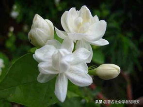 桃源乡不苦茉莉：论茉莉花在桃源乡田园诗化生活氛围中的文化象征及其对乡土情怀的影响