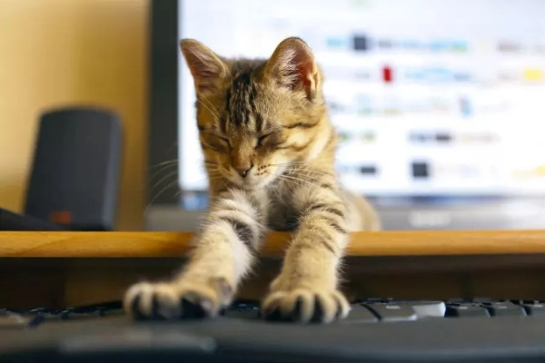 如何在电脑桌面上养护宠物猫？让你的工作伴侣更加可爱和有趣！