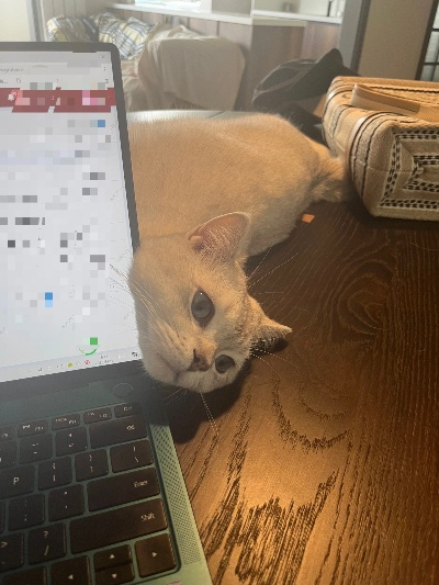 如何在电脑桌面上养护宠物猫？让你的工作伴侣更加可爱和有趣！