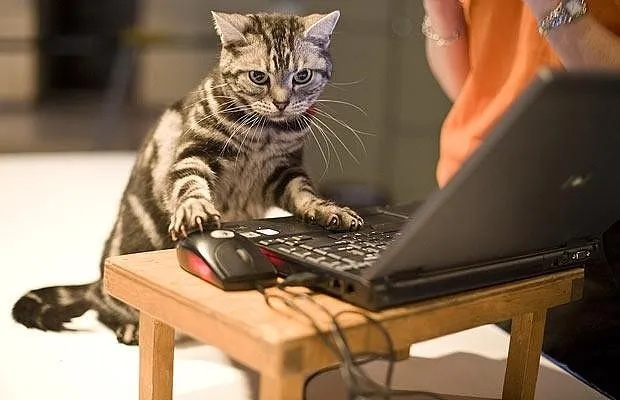 如何在电脑桌面上养护宠物猫？让你的工作伴侣更加可爱和有趣！