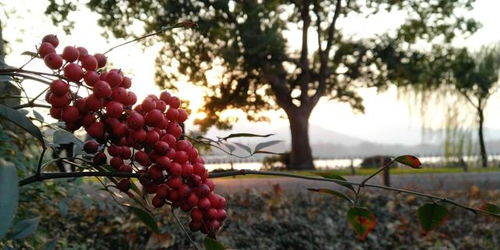 探索坚果农场的奥秘：详解对种植环境、生长过程及营养价值的深度研究笔记