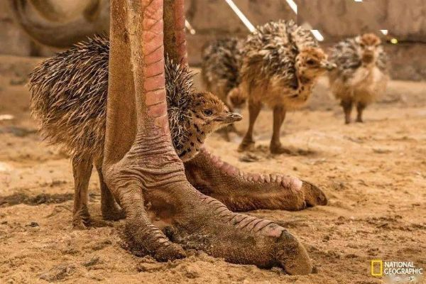 三个英雄齐心合力，压倒一头最佳动物的故事