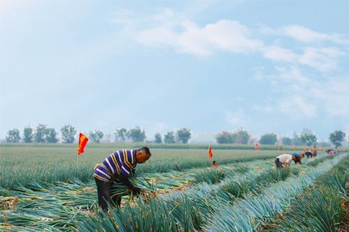 果园保卫战：农场主们如何应对病虫害和天气灾害，保护丰收的希望