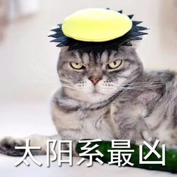 (西游猫猫头像)趣味十足！搞笑西游记喵喵表情包，快来欣赏萌萌的猫猫表情！