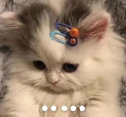 (西游猫猫头像)趣味十足！搞笑西游记喵喵表情包，快来欣赏萌萌的猫猫表情！