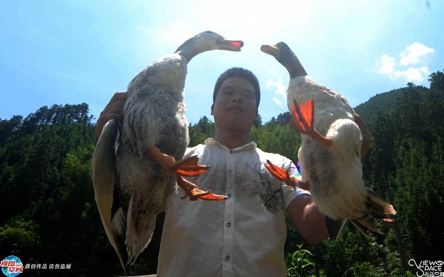 (下载来合体鸭)“打造最强阵容，来合体鸭2带你开启新篇章”