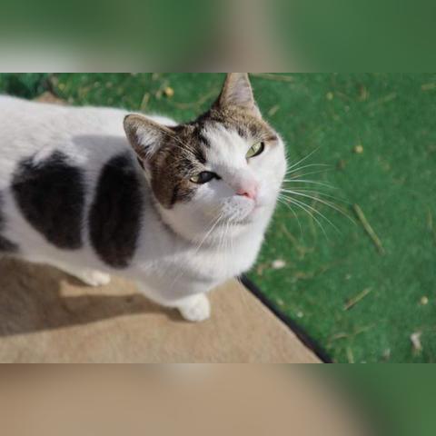 猫版超级玛丽手机版：可爱猫咪冒险之旅，绝对不能错过的经典游戏