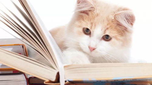 (合成猫猫攻略)探索合成猫的奇幻世界：收集石象建造属于你的梦幻房子