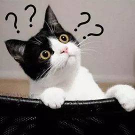 舒适安逸的猫咪旅店：为你的爱猫提供完美的假期体验与贴心呵护