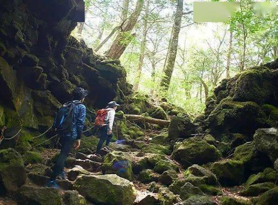 (幽深山洞探险记)探秘幽深森林：探寻神秘生物与遗失文明的梦幻之旅