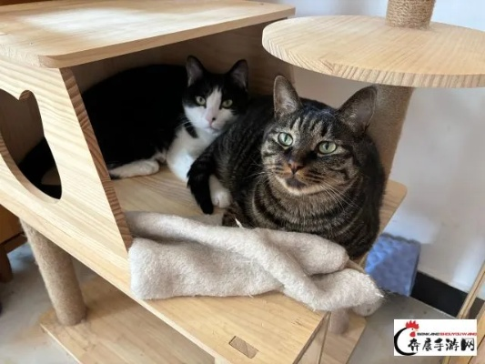 小院猫咪：小锋和小志的感情交织，揭秘它们之间的关系密切程度