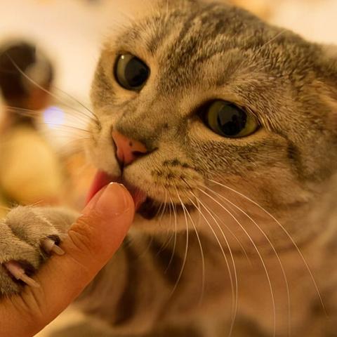 强行抱猫会被恨吗？专家揭秘：这样做可能会影响与猫咪的亲密关系