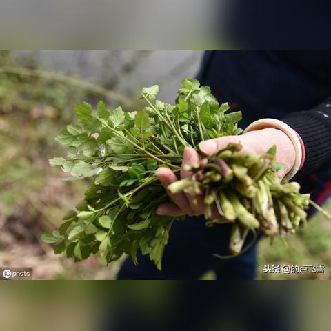 (阳光下跳舞的女孩图片)阳光下蹦跳的女孩，追逐梦想与快乐的成长旅程