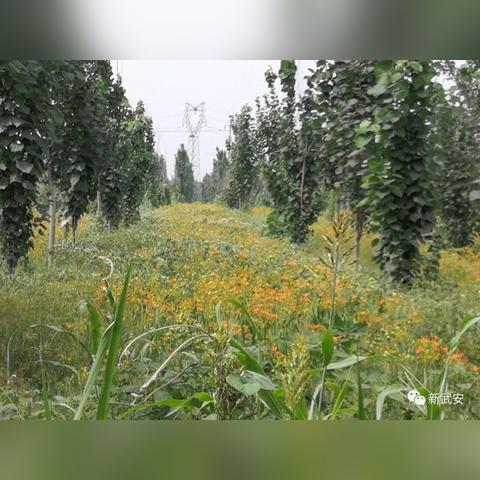 探寻盈利秘诀：部落崛起赚钱游戏中的攻略和策略的全面分析与研究