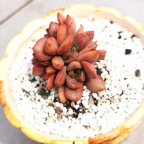 (肉肉植物观音莲的特点)探秘植物世界：肉观音莲的种类、养殖技巧及观赏价值