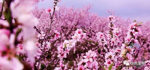 (十里桃花是象征什么)深入解析‘十里桃花’的文化意蕴与在现代语境中的象征意义