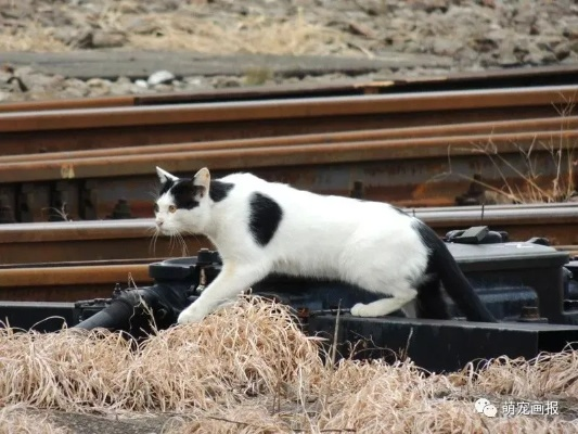 (宠物猫火车)在哪里可以找到猫咪列车？一场追踪猫咪列车的神秘之旅！