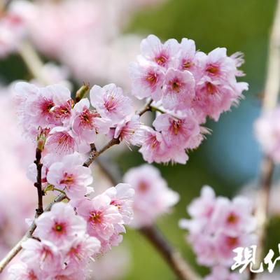 (蔷薇与椿最后一关)探索蔷薇与椿大夫人对战攻略：最佳策略与技巧详解