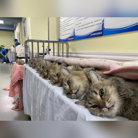 (拆弹猫咋玩)拆弹猫怎么玩：详细攻略与技巧分享，助你轻松赢得游戏胜利