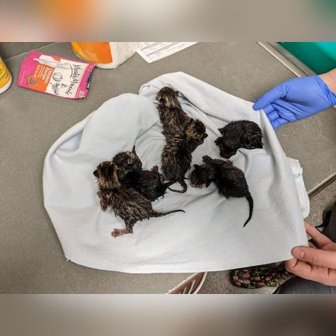 (拆弹猫咋玩)拆弹猫怎么玩：详细攻略与技巧分享，助你轻松赢得游戏胜利