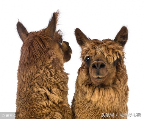 (植物羊人)植物大联盟羊驼:神奇植物与可爱羊驼的奇幻结盟 (植物羊人)植物大联盟羊驼:神奇植物与可爱羊驼的奇幻结盟